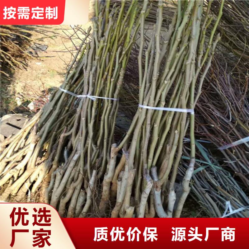 【核桃苗】大棚草莓苗安装简单卓越品质正品保障