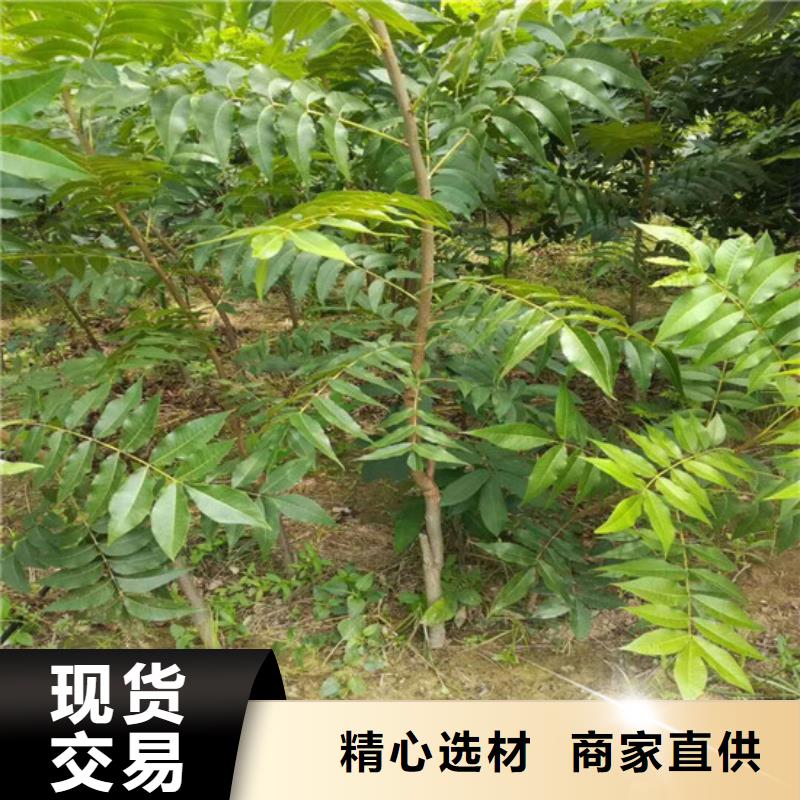 核桃苗苹果苗严格把控质量品质保证