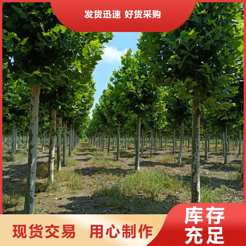 【法桐】白蜡随心所欲定制标准工艺