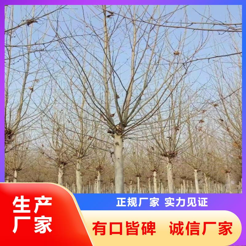 法桐五角枫质保一年附近品牌