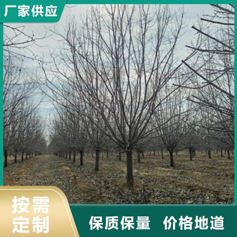 法桐_美国红枫厂家质量过硬放心购
