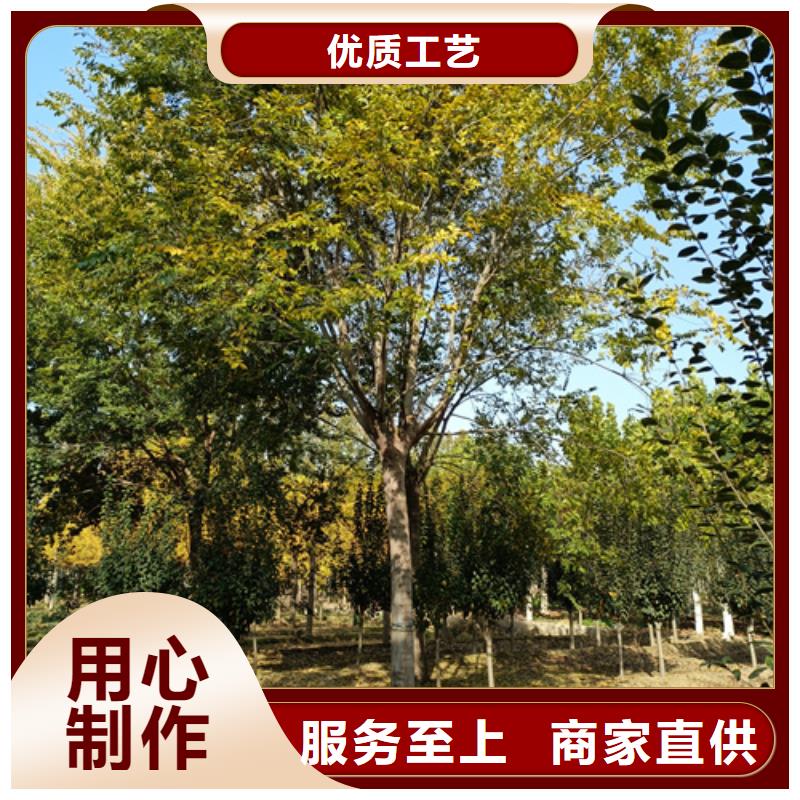 法桐垂丝海棠匠心打造实拍展现