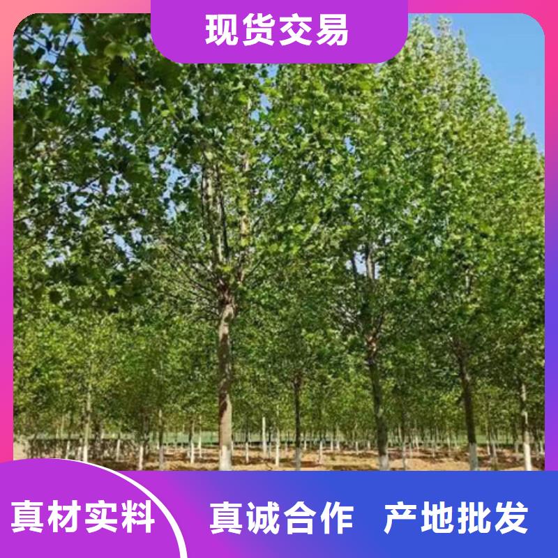 法桐秋紫白蜡工艺层层把关工厂价格