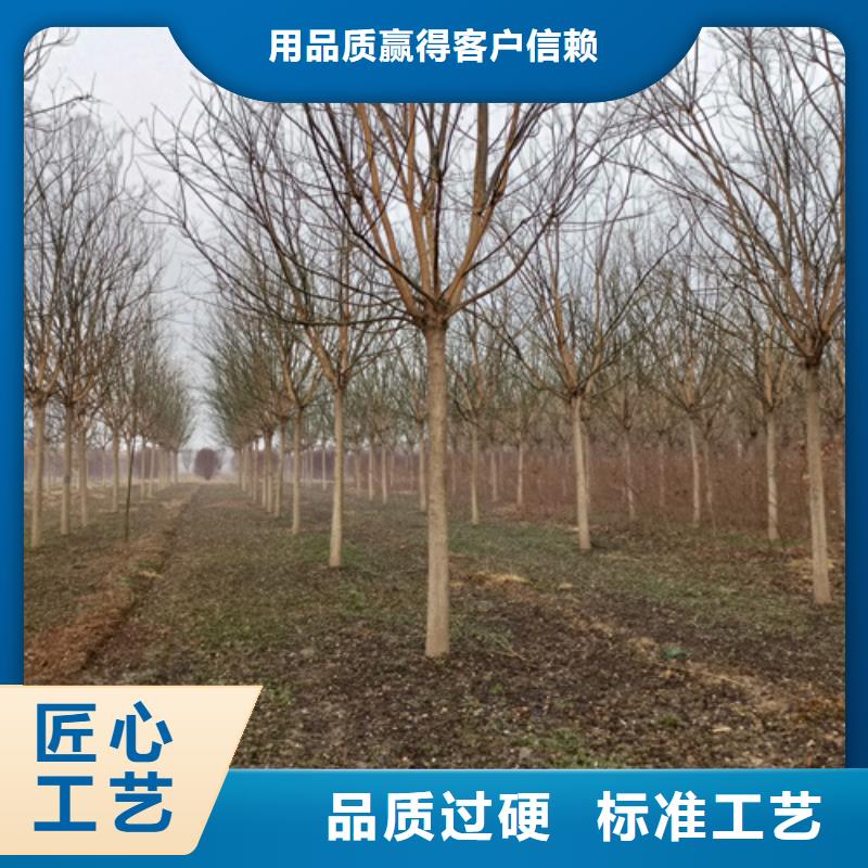 法桐白蜡今年新款现货供应