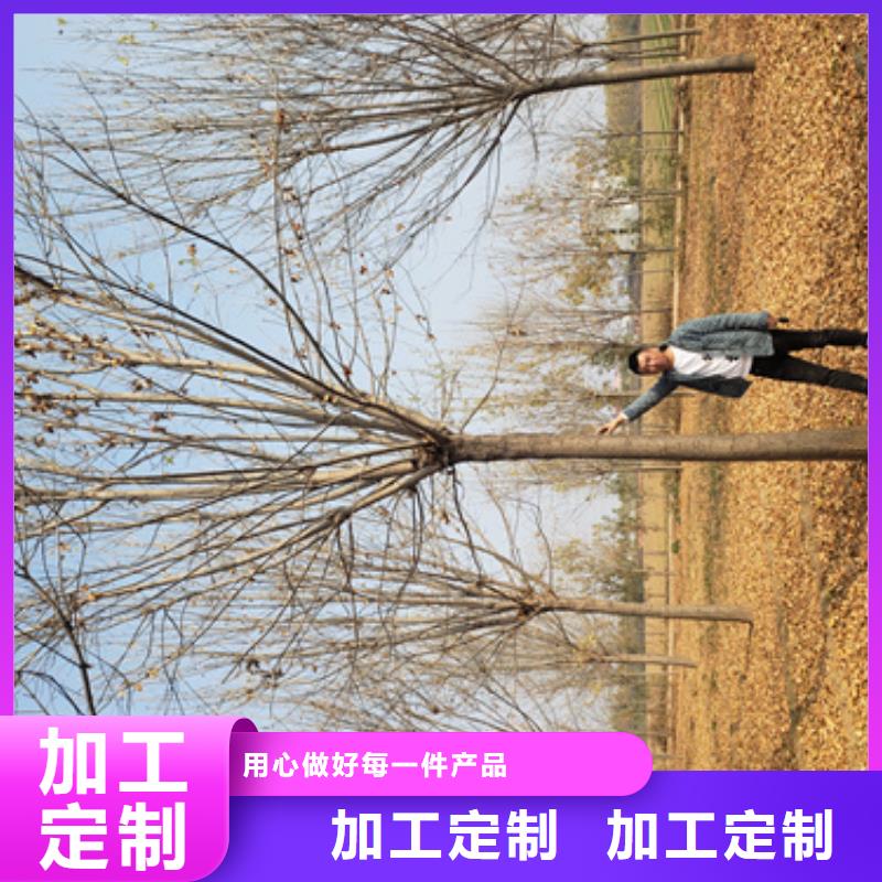 法桐炫丽海棠精工细致打造源头直供