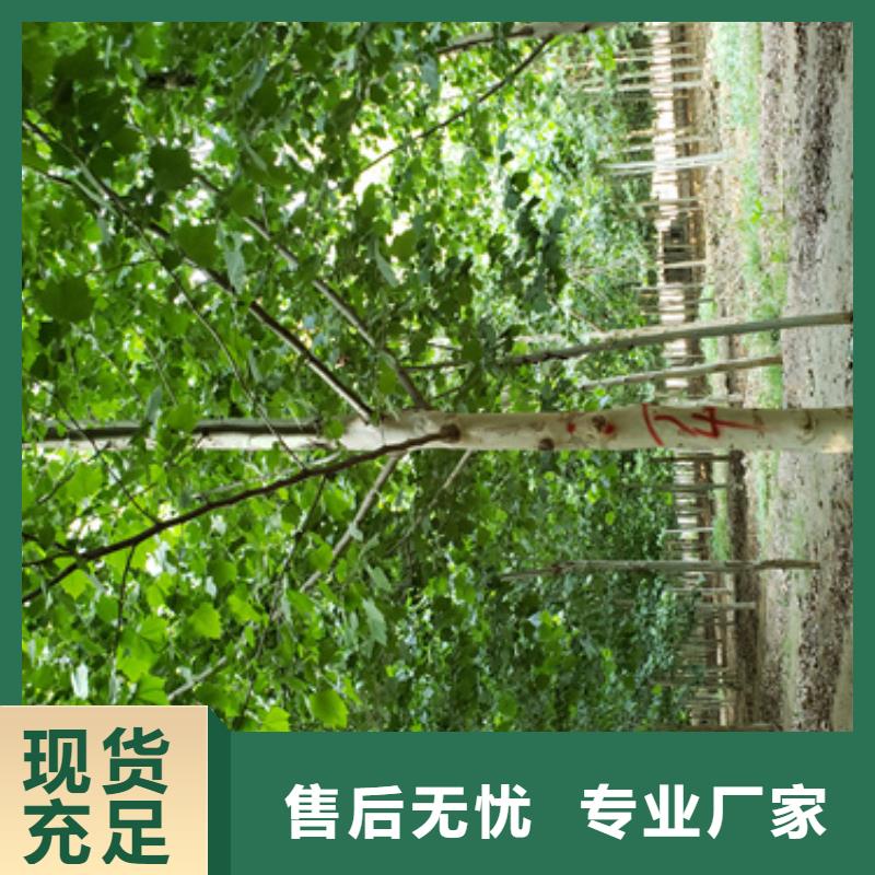 法桐,金叶白蜡用心制造可零售可批发