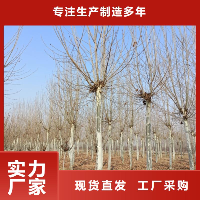 【法桐美国红枫按需定做】一站式采购