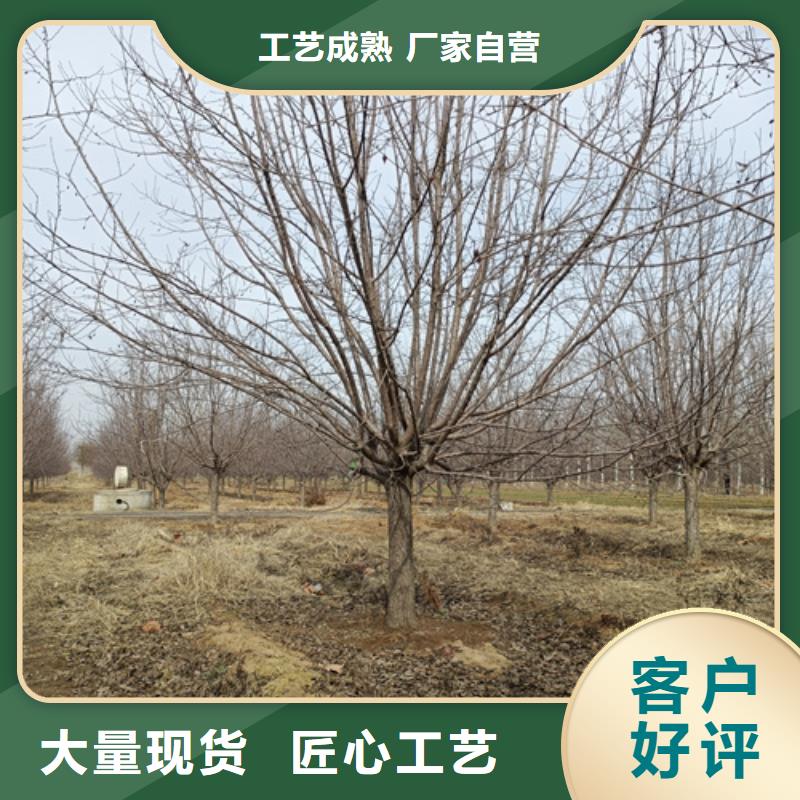 法桐秋紫白蜡让客户买的放心款式新颖
