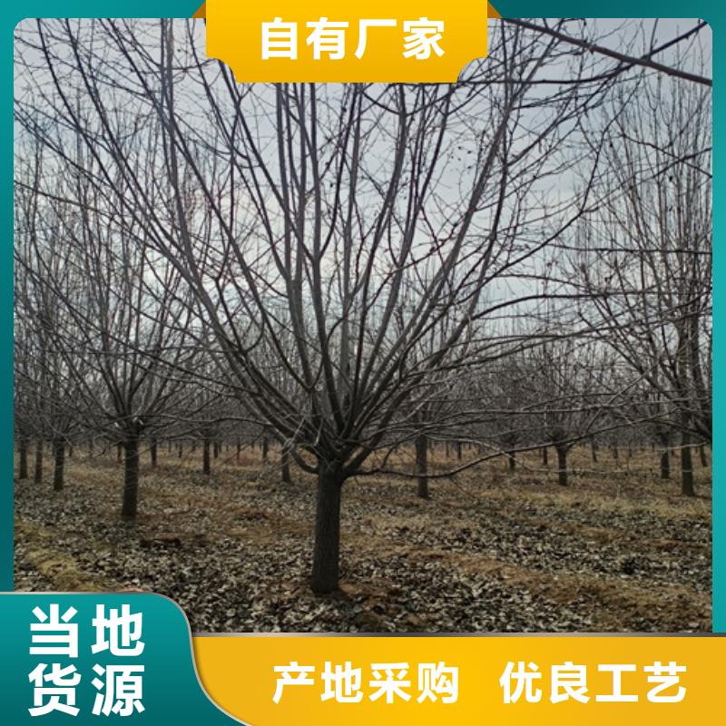 法桐-【金叶复叶槭】质量好同城供应商