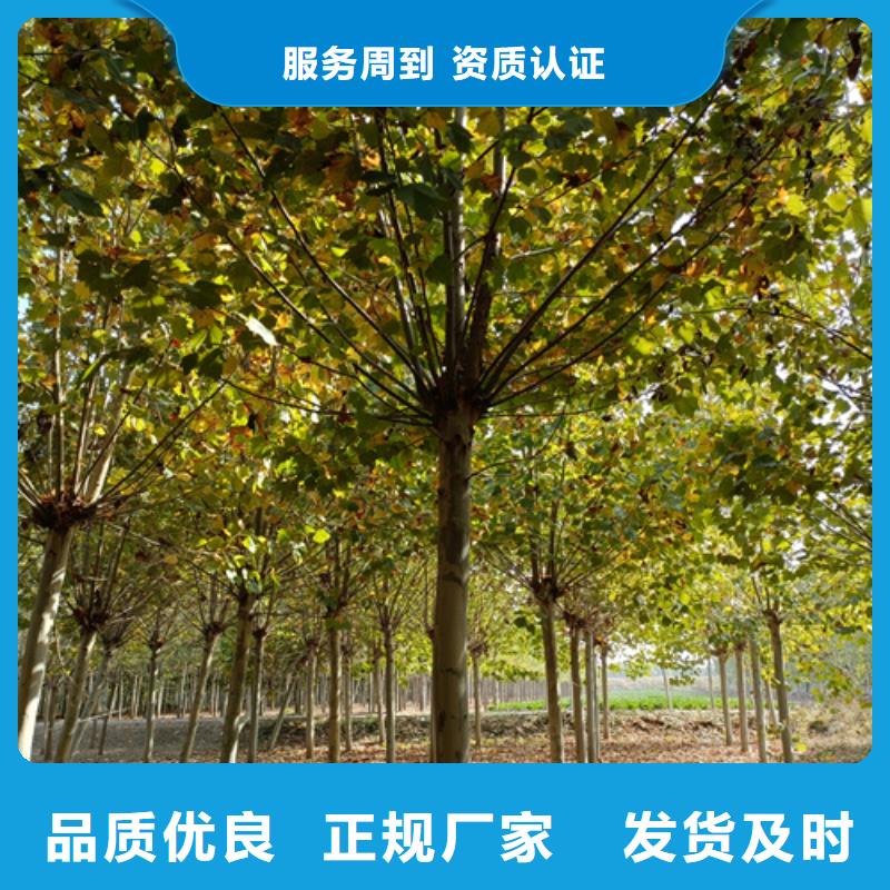 法桐美国红枫好产品价格低严格把关质量放心