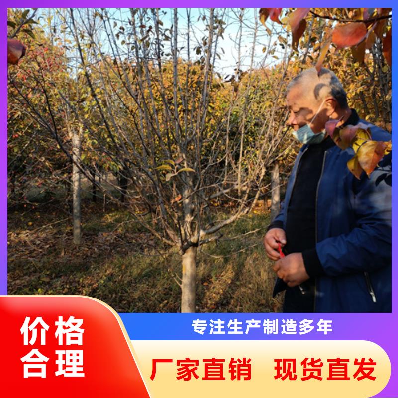 法桐五角枫极速发货源头厂源头货