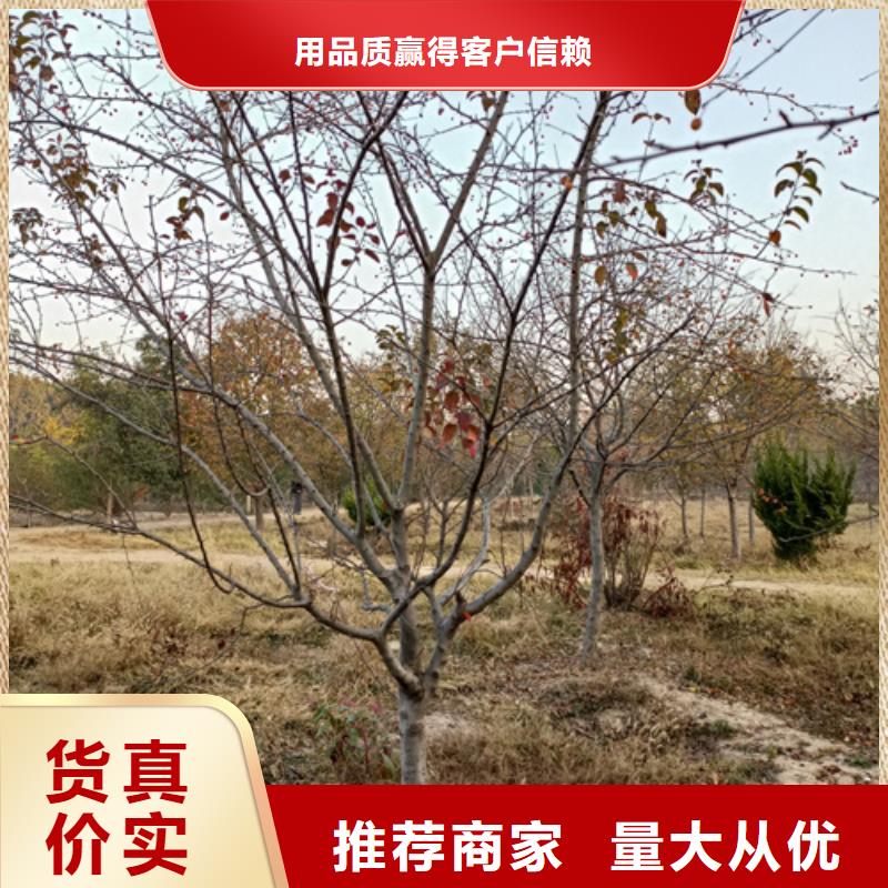 法桐白蜡出货及时拒绝中间商