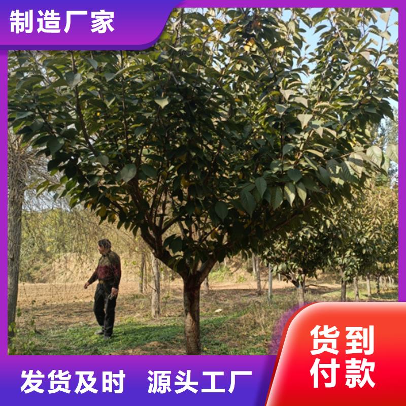 法桐_国槐多行业适用本地生产厂家