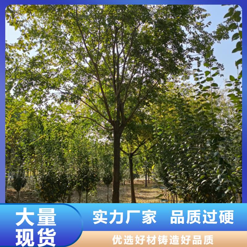 法桐_【原生冠法桐】多种规格可选当地厂家