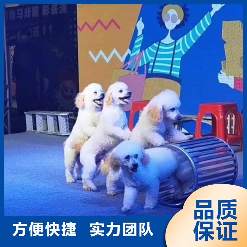 【马戏团/羊驼小马戏表演出租全市24小时服务】匠心品质