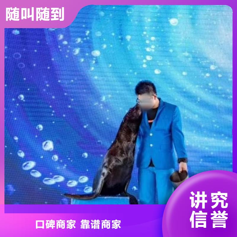 海洋主题动物表演海狮表演出租长期合作全市24小时服务