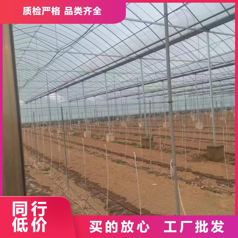 玻璃温室蓝莓加工选择大厂家省事省心